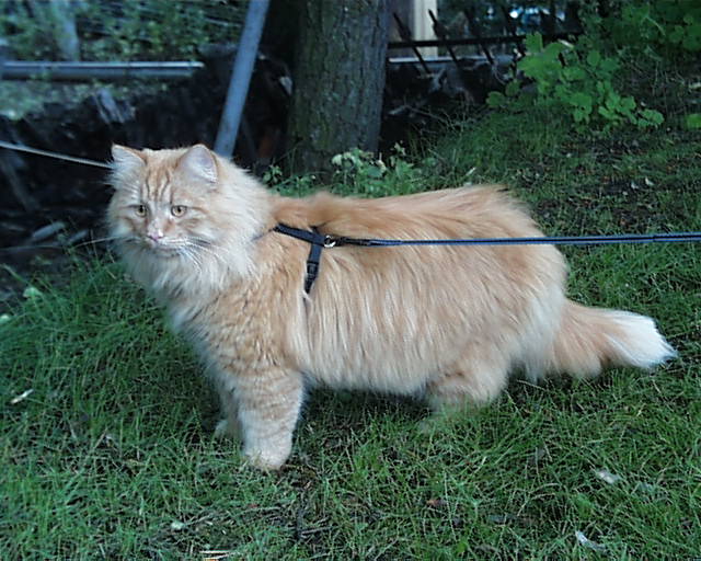 PIC00020.jpg (76188 bytes)